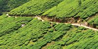 South India's verdant landscapes include spectacular tea plantations to explore by bike